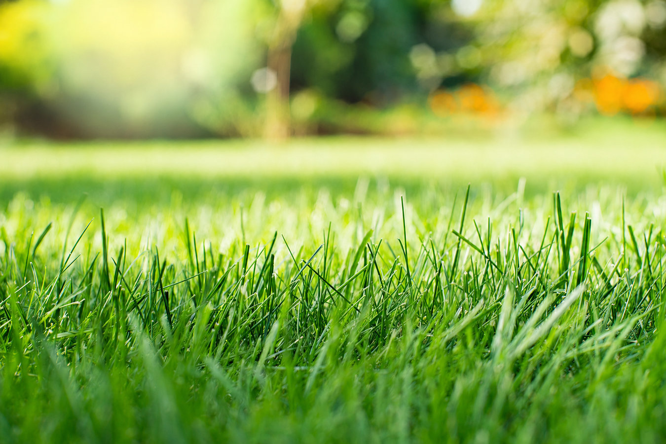 Manteca Artificial Turf Installation - artificial turf installation in Manteca, CA